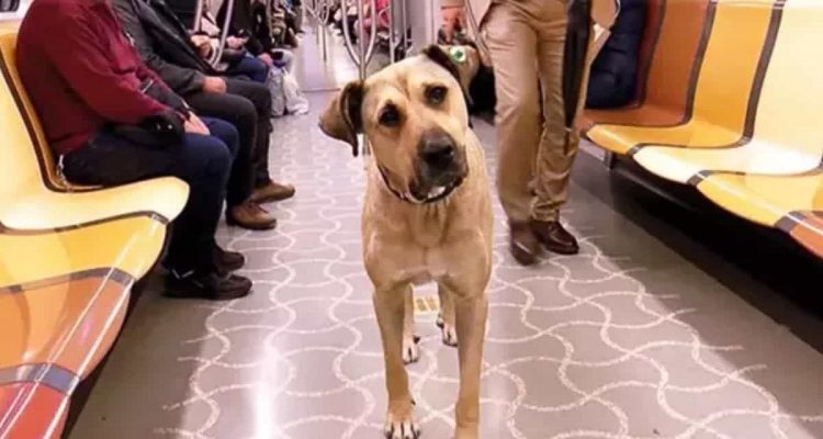 Hund fährt allein mit der U-Bahn- So reagiert das Zugpersonal