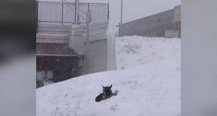Einsam und verlassen im Schneesturm- wie ein Welpe verzweifelt auf Rettung hofft ist herzzerreißend