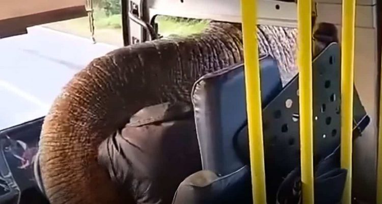 Elefant stoppt Bus – was er will, lässt heftige Lachtränen fließen