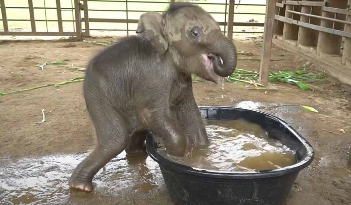 Kleines Elefanten-Baby badet zum 1. Mal in seinem Leben - Video berührt Millionen von Menschen