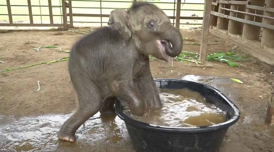 Kleines Elefanten-Baby badet zum 1. Mal in seinem Leben - Video berührt Millionen von Menschen