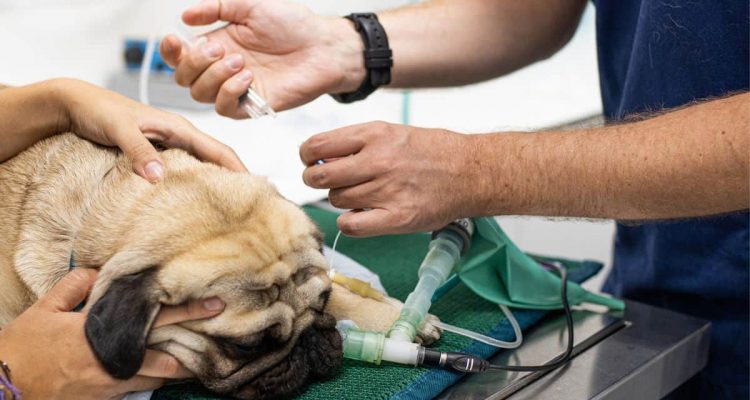 endoskopie hund kosten