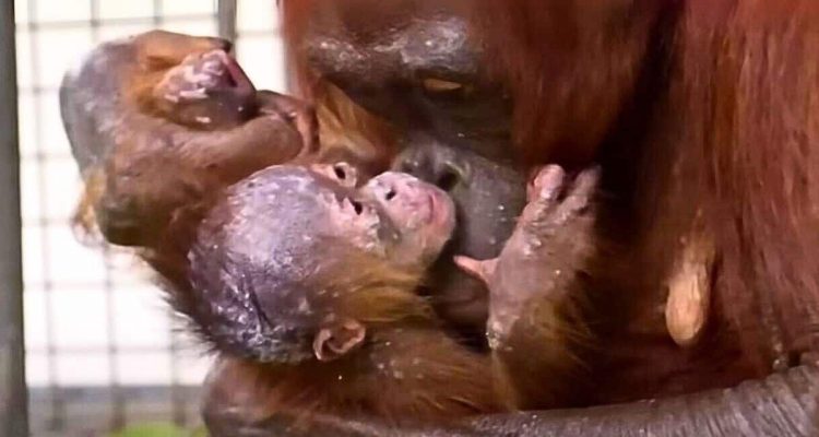 Entführtes Orang-Utan-Baby wird seiner Mutter zurückgegeben- Ihre Reaktion ist zum Weinen schön