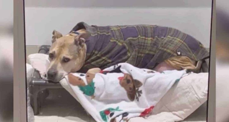 Krebskranker-Hund-wartet-seit-10-Jahren-auf-Familie-Tierheim-gibt-Hoffnung-auf-bis-eines-Tages…