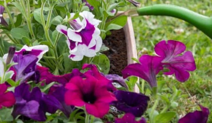 tips-for-watering-petunias