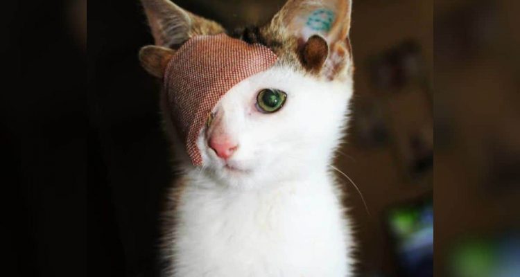 Frankie, die „Frankensteinkatze“ wurde mit 4 Ohren geboren und hat nur noch 1 Auge