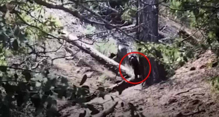 Frau entdeckt 3 verängstigte Hunde in den Bergen – was sie tut, um sie zu retten, ist herzergreifend