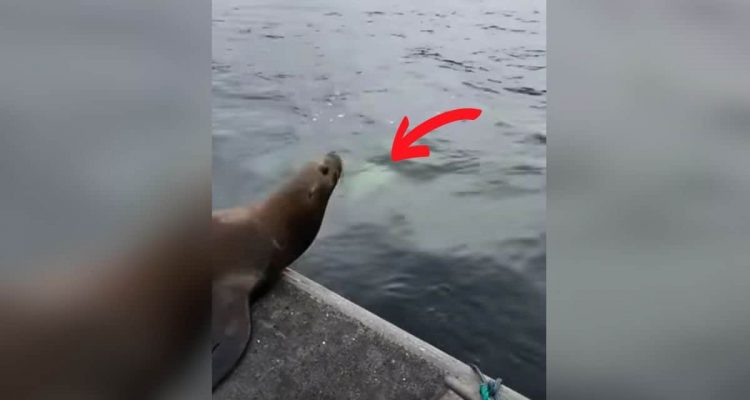 Frau entdeckt Seehund auf ihrem Boot – als sie dann ins Wasser sieht, stockt ihr der Atem