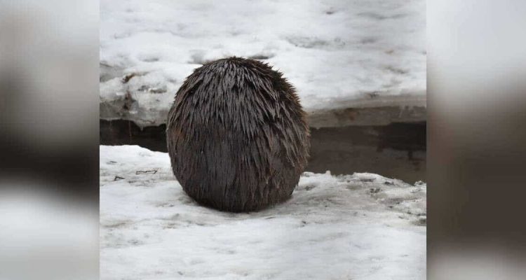 Seltsame-Pelz-Kugel-im-Schnee-entdeckt-–-das-ganze-Internet-raetselt-ueber-dieses-Wesen