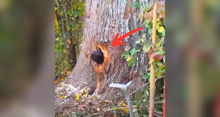 Frau hört jämmerliche Schreie im Baum – wer aus dem Baumstamm herausschaut, ist einfach unglaublich