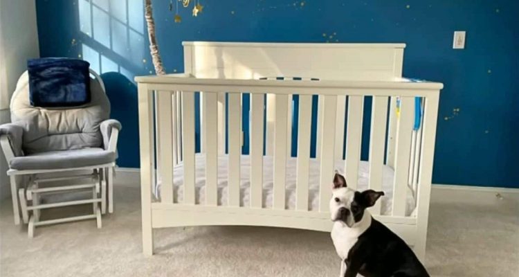 Frau ist frustriert, als Hund immer wieder ins Babyzimmer geht – der wahre Grund schockiert sie
