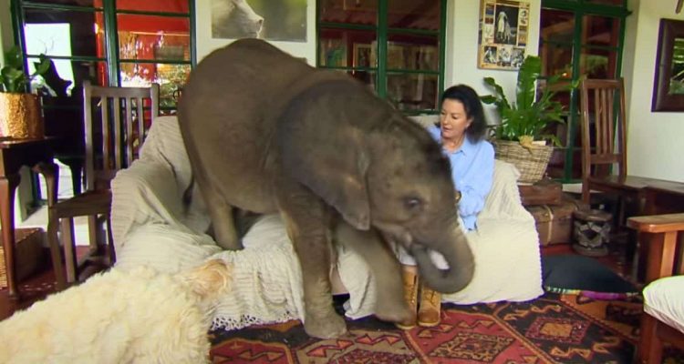 Frau nimmt verwaisten Baby-Elefanten auf – Wie er in ihrem Haus für Chaos sorgt, ist zum Totlachen
