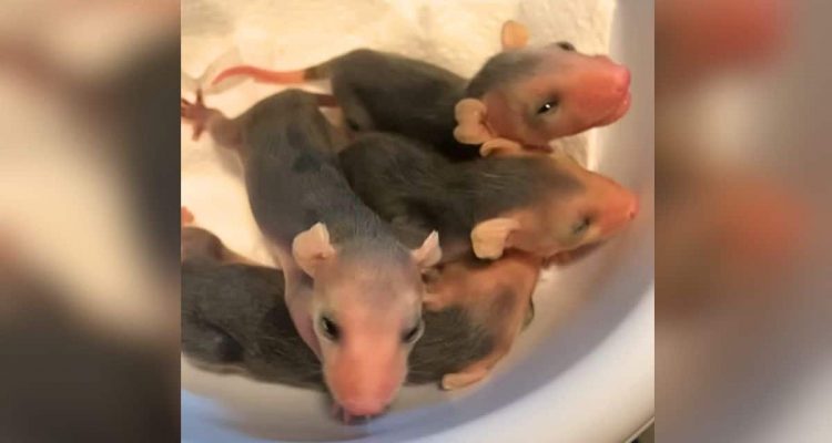 Frau rettet Baby-Opossums – Was sie später tut, sorgt für Streit unter den Zuschauern