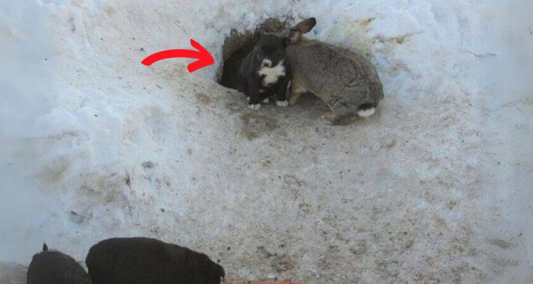 Frau sieht Kaninchenbau im Garten: Sie kann nicht glauben, welche Tierbabys bei dem Kaninchen wohnen