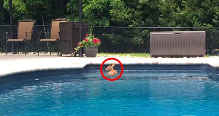 Frau sieht unbekanntes Tier in ihrem Pool – Was ihre Kamera zeigt, verschlägt ihr die Sprache