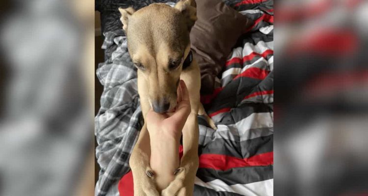 Frau trauert um verstorbenen Hund - was sie zum Andenken tut, geht unter die Haut