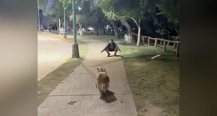 Frau trifft Ex-Freund im dunklen Park- Wie ihr Hund reagiert, überrascht sie zutiefst-1