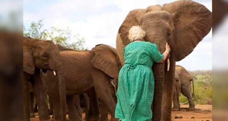 Frau widmet ihr Leben der Rettung von Elefanten- So rührend zeigen diese ihre Dankbarkeit (Video)