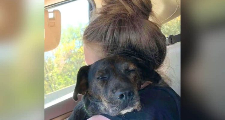 Frau will Tierheim-Hund vor dem Einschläfern retten – doch damit hätte niemand gerechnet