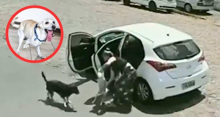 Frau wird gefilmt, wie sie behinderten Hund aus Auto schmeißt – Das Video ist kaum zu ertragen