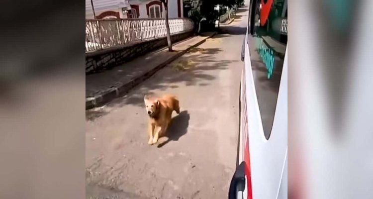 Frau wird von Krankenwagen abgeholt - Was ihr Hund dann tut, berührt Herzen auf der ganzen Welt
