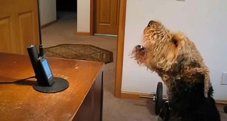 Frauchen spricht mit ihrem Hund durchs Telefon – seine Reaktion bringt alle Tierfreunde zum Lachen