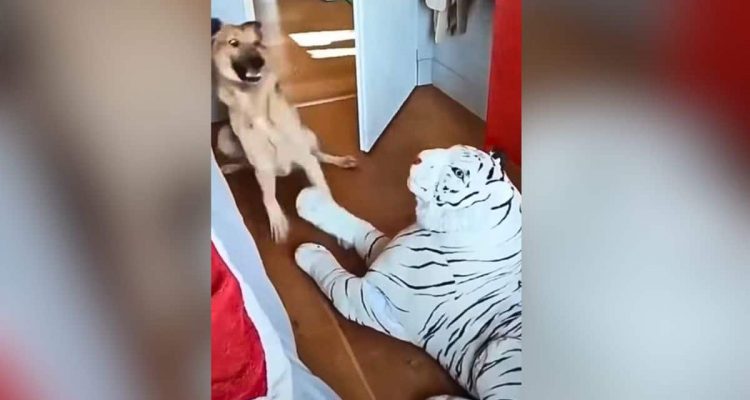 Frauchen stellt Stoff-Tiger im Zimmer auf - Die Reaktion ihres Hundes ist zum Totlachen