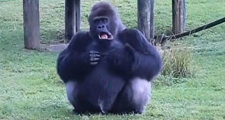 Füttern verboten – Wie ein Gorilla den Zoobesuchern diese Regel erklärt, lässt Lachtränen rollen