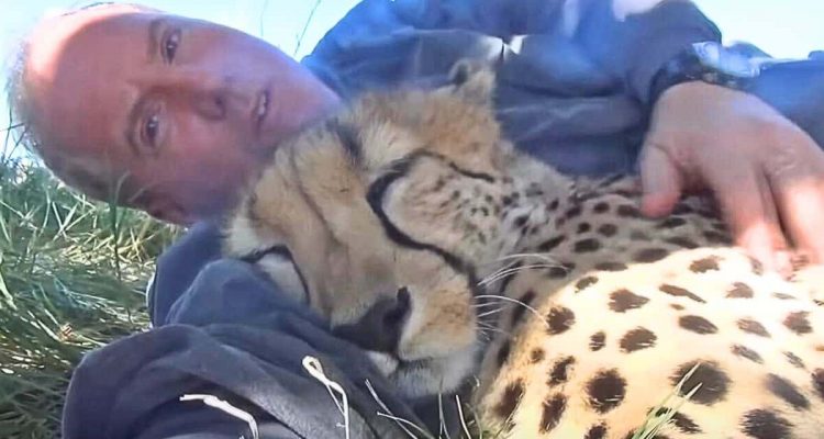 Gefährliches Nickerchen- Mann kuschelt mit Gepard – dieser Anblick lässt den Atem stocken