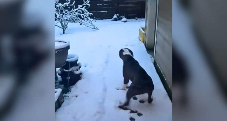 Geretteter Pitbull bellt vor Angst, als er Schnee sieht – Der Grund dafür zerbricht das Herz-1