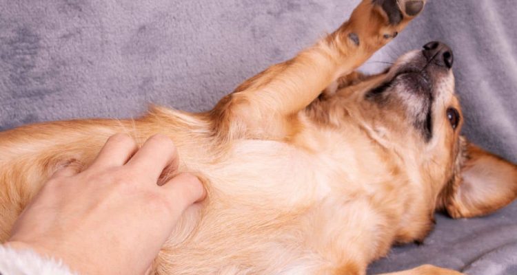 gestörte darmflora hund symptome