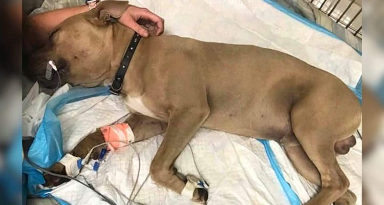 Giftschlange greift Kinder an- Was ihr Hund dann tut, macht ihn zum tragischen Helden