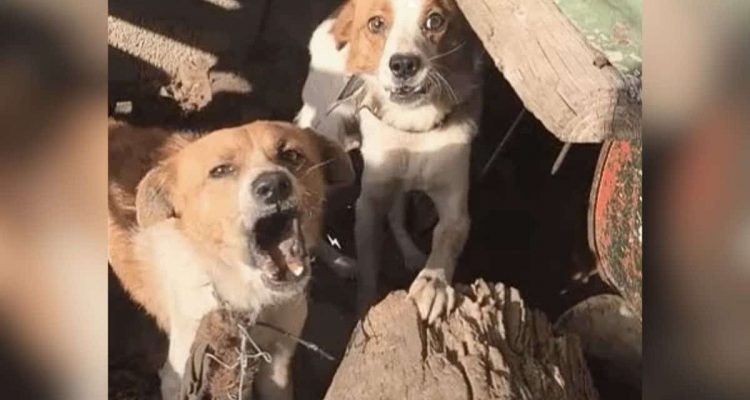 Grausame Tierquälerei macht 2 Hunde extrem aggressiv- Ihre Verwandlung nach Rettung rührt zu Tränen