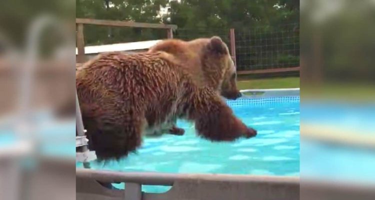 Grizzlybaer-macht-Bauchklatscher-in-den-Pool-–-und-wird-mit-diesem-lustigen-Video-zum-Internet-Star