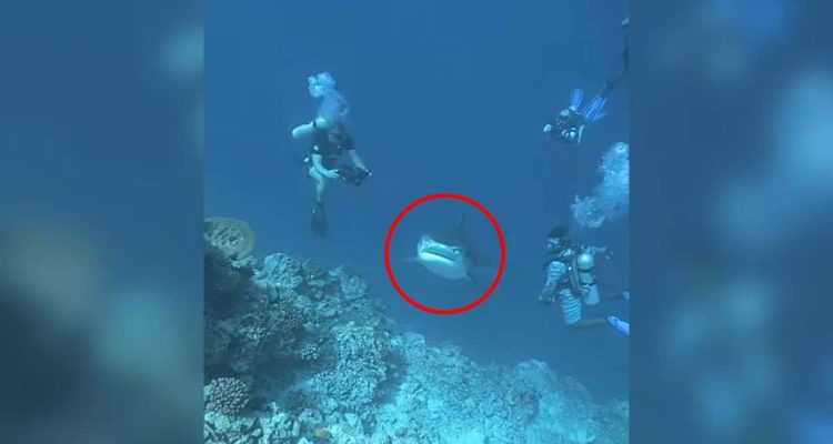 Kameramann filmt unter Wasser - wer dann auf ihn zukommt, lässt das Herz stillstehen