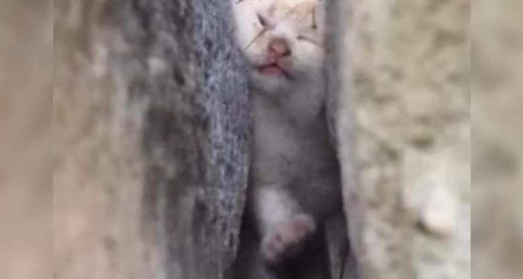 Tragisch-Baby-Katze-zwischen-Hauswand-eingeklemmt-–-Ihre-Verwandlung-nach-Rettung-ruehrt-zu-Traenen