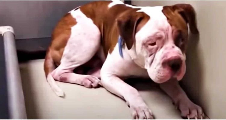 Heartbroken Pittie Is So Sad His Family Gave Him Up
