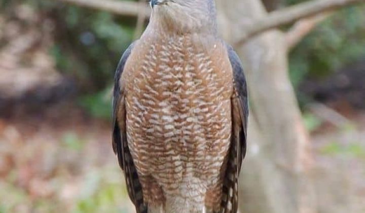 why-you-dont-want-cooper-hawk-bird-breed-yard