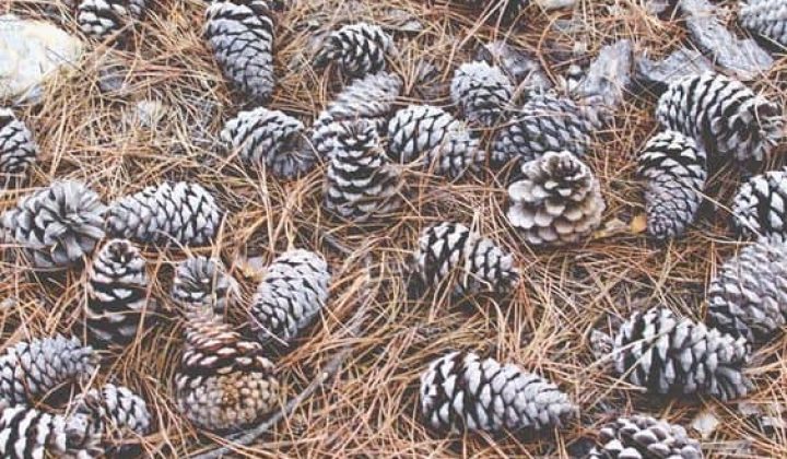 why-you-should-start-adding-pinecones-to-the-bottom-of-your-planters