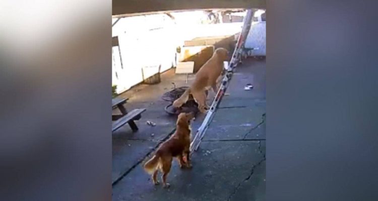 Herrchen arbeitet auf dem Dach- Unglaublich was sein Hund tut, um zu ihm zu gelangen