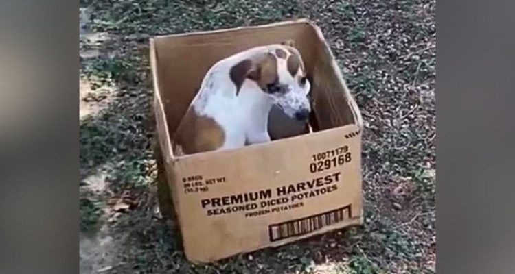 Herzzerreißend- Darum weigert sich ein ausgesetzter Hund, seinen Karton zu verlassen
