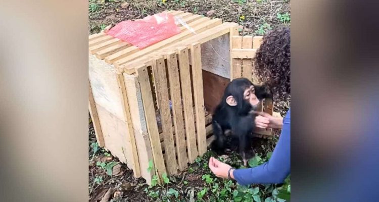 Herzzerreißendes Schicksal- Schimpansen-Baby musste mit ansehen, wie seine Mama erschossen wird