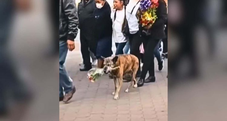 Hund verliert sein Herrchen- Wie er auf der Beerdigung reagiert, zerreißt alle Herzen