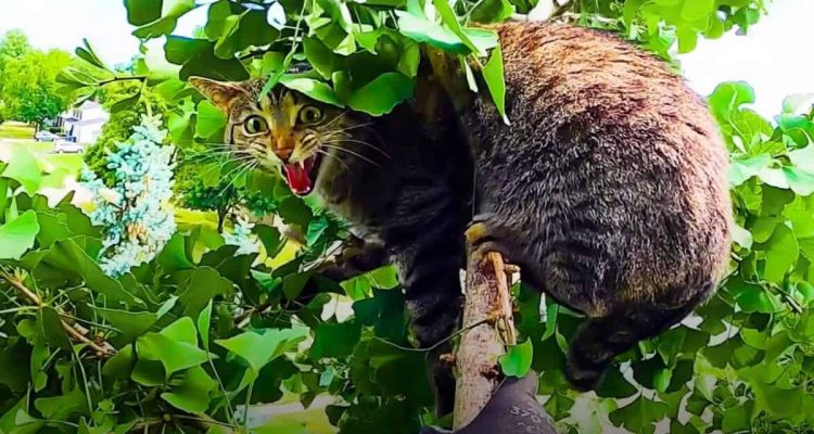 Mann entdeckt hilflose Katze hoch oben im Baum- Seine Reaktion lässt den Atem stocken