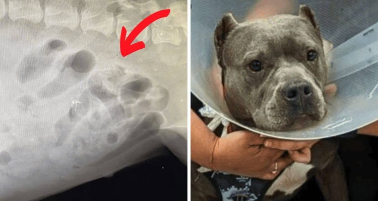 Hündin geht es nicht gut – was der Tierarzt auf dem Röntgenbild entdeckt, schockiert alle