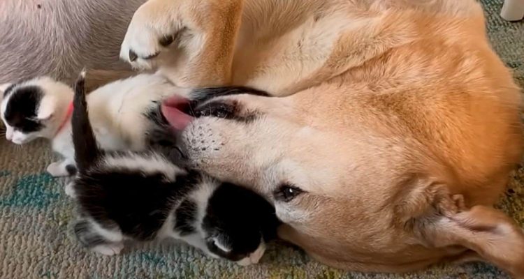 Hund adoptiert blinde Baby-Katzen – Sein liebevoller Umgang mit ihnen ist einfach rührend