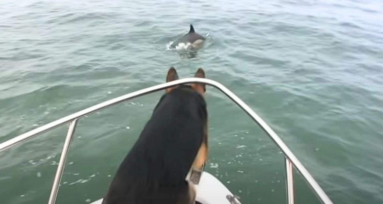 Hund auf Boot sieht Delfine im Wasser – was er dann tut, sorgt für heftige Lachtränen