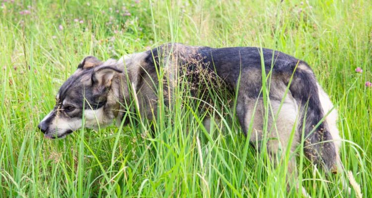 hund bauchgrummeln und frisst gras