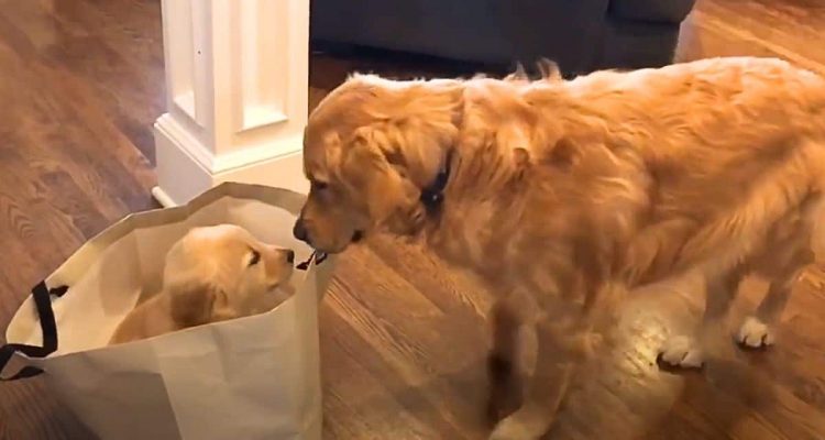 Hund bekommt neue Spielgefährtin in der Tüte geliefert- Seine Reaktion bringt alle zum Lachen