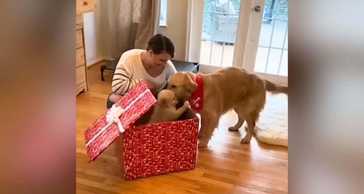 Hund bekommt riesige Geschenkbox- Als er sieht, was darin ist, rastet er vor Freude aus